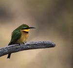 Little Bee-eater