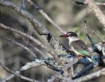 Brown-hooded Kingfisher