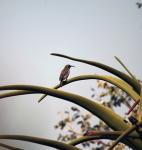 Grey Sunbird
