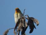 Village Weaver