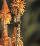 Cape White-eye