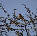 White-fronted Bee-eater