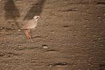 Bronze-Winged Courser