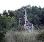 Mammals