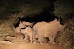Mammals