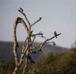 Red-billed Oxpecker