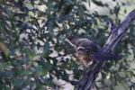 Southern Boubou