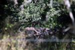 Surprise visitors at our camp