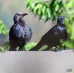 Redwinged StarlingRooivlerk Spreeu