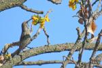 Scarlet-Chested Sunbird Female 