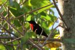 Scarlet-Chested Sunbird Rooiborssuikerbekkie