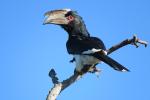 trumpeter Hornbill