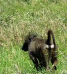 Chacma Baboon 