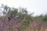 Crested Barbett