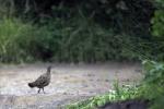 Crested Francolin