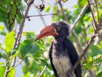 Crowned Hornbill