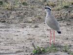 Crowned Lapwing