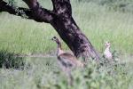 Egyptian Goose