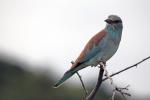 European Roller