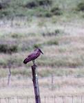 Hamerkop