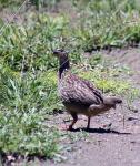 Crested Francolin