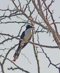Jacobin Cuckoo