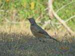 Kurrichane Thrush