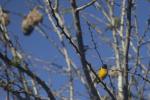 Lesser-masked Weaver