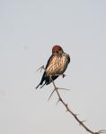 Lesser striped Swallow