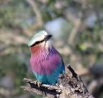 Lilac-breasted Roller