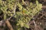 Little bee-eater