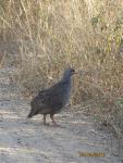 Natal Spurfowl