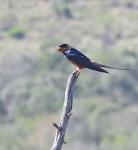 Red-breasted Swallow