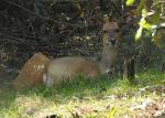 Southern Bushbuck 