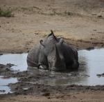 Southern White Rhinoceros