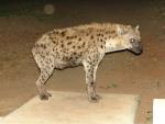Spotted Hyena