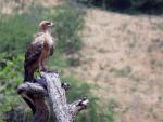 Tawny Eagle