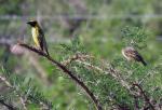 Village Weaver
