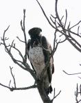 Martial Eagle