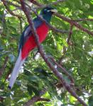 Narina Trogon