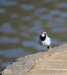 Pied WagtailBontkwikkie