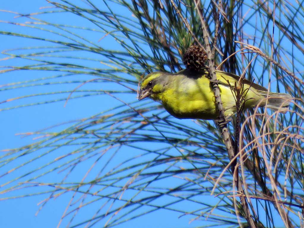 Yellow Throated Canary