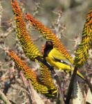Black-headed Oriole