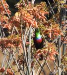 Purple-banded Sunbird
