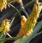 Spectacled Weaver