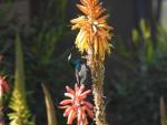 White-bellied Sunbird