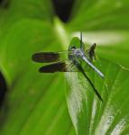 12 Black-splashed Elf