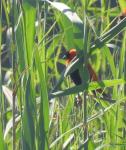 Southern Red Bishop