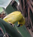 Eastern Yellow Weaver