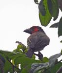 Black-collared Barbet